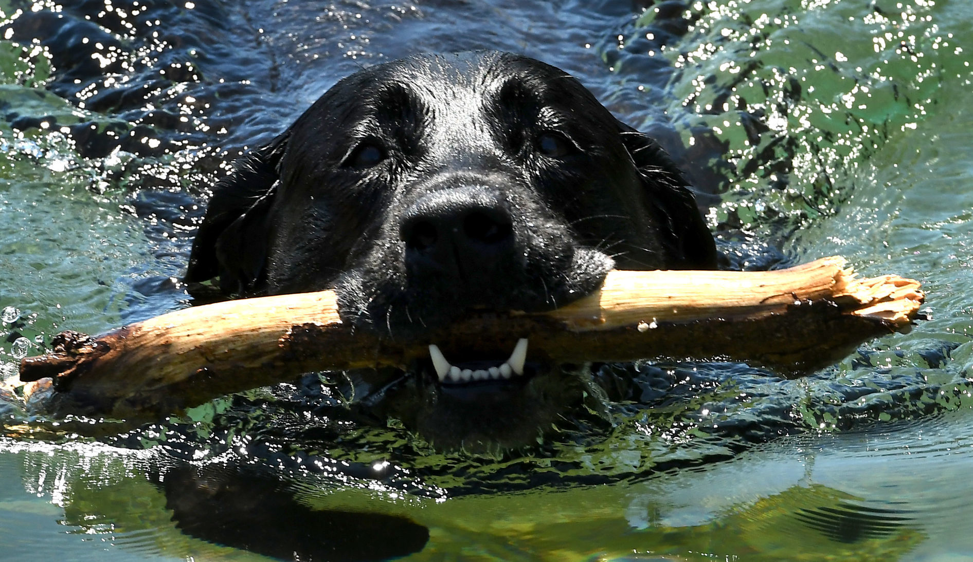 Fetch 4